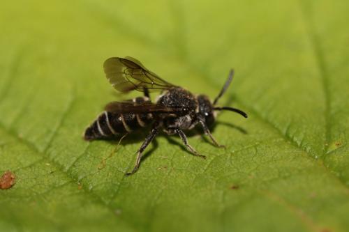 Réf. 261 589 : Aglaoapis tridentata